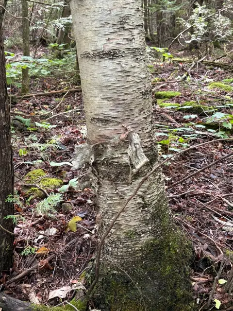 Paper birch