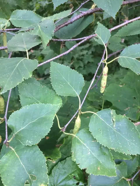 Paper birch, seed / fruit
