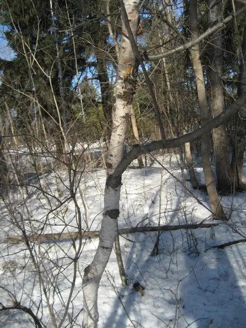 Paper birch, winter