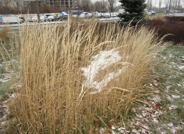 Calamagrostide, hiver