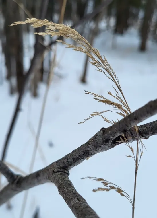 Bluejoint, winter