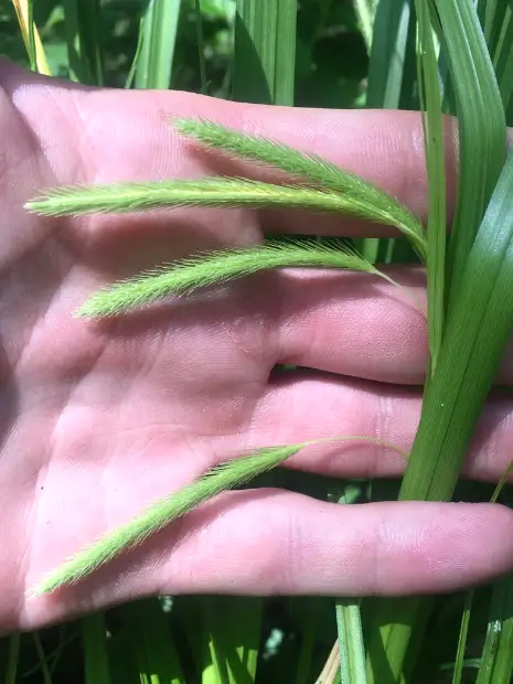 Fringed sedge, bud