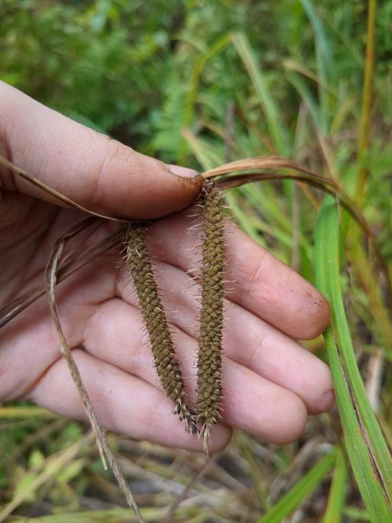 Fringed sedge, fall