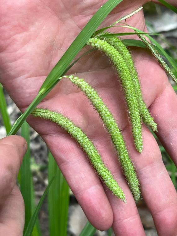 Fringed sedge