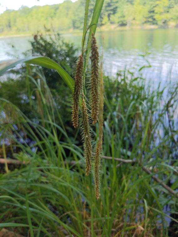 Fringed sedge, seed / fruit