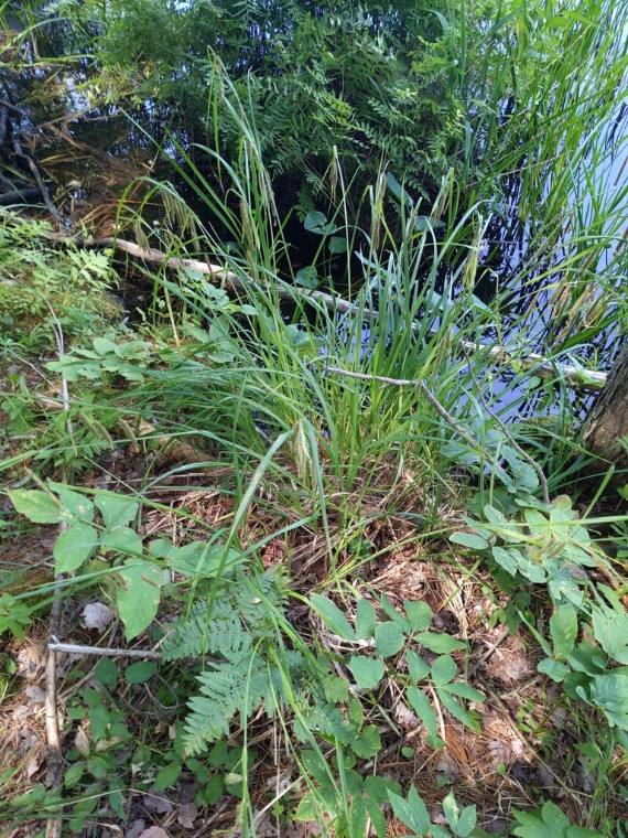 Fringed sedge, foliage