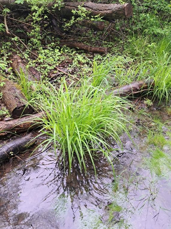 Fringed sedge, emergence