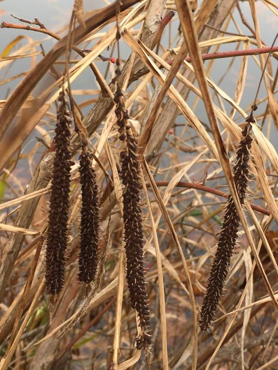 Fringed sedge, winter