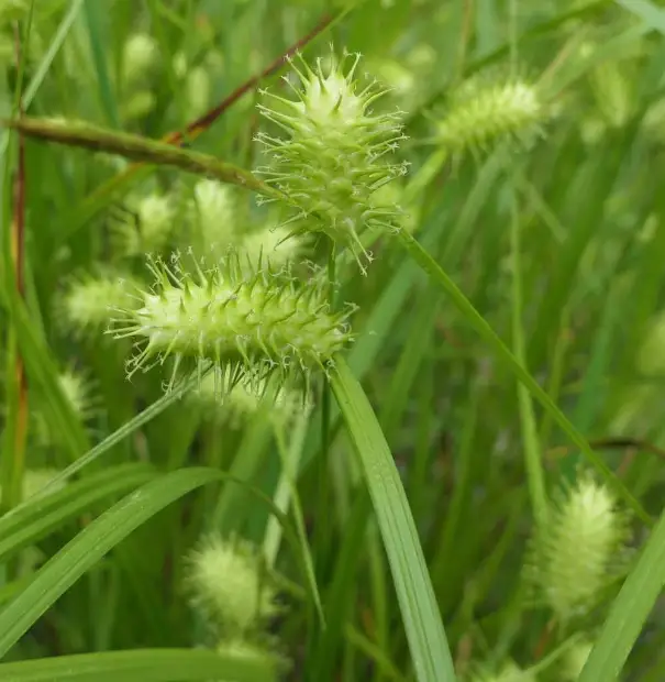Sallow sedge, bud