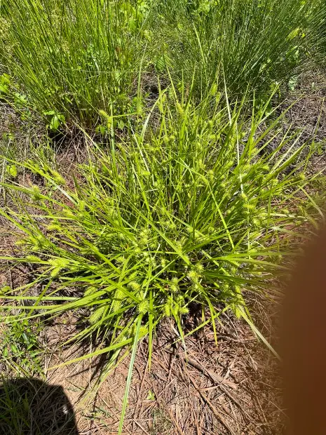 Sallow sedge, emergence