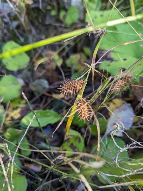 Sallow sedge, fall