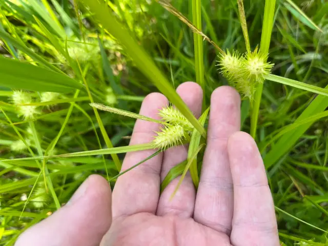 Sallow sedge, flower