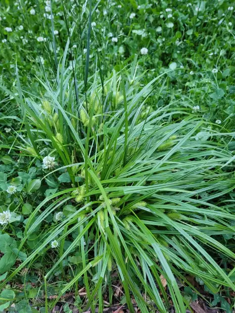 Sallow sedge, foliage