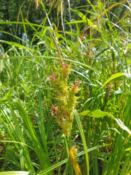 Sallow sedge