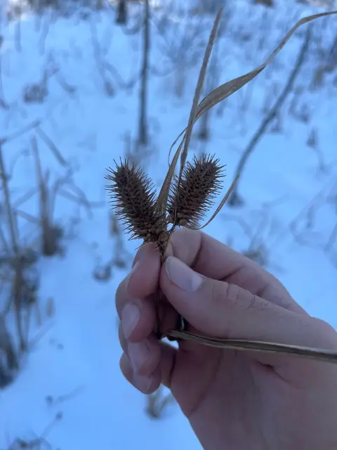 Sallow sedge, winter