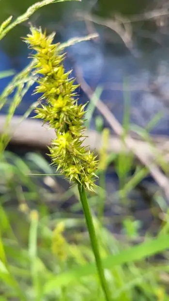 Common fox sedge, bud