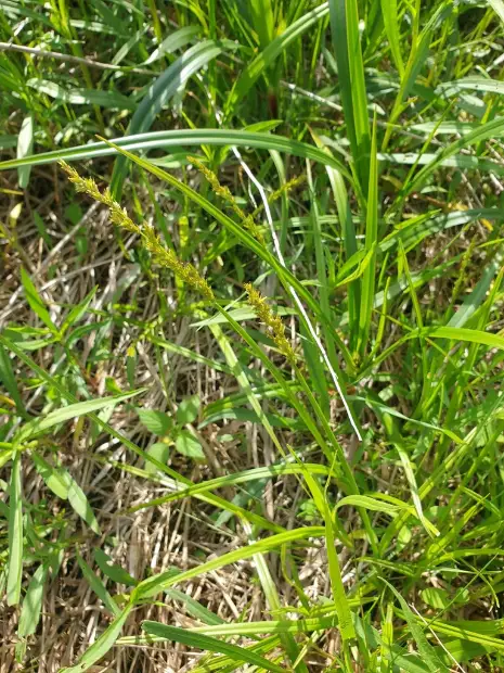 Common fox sedge, emergence