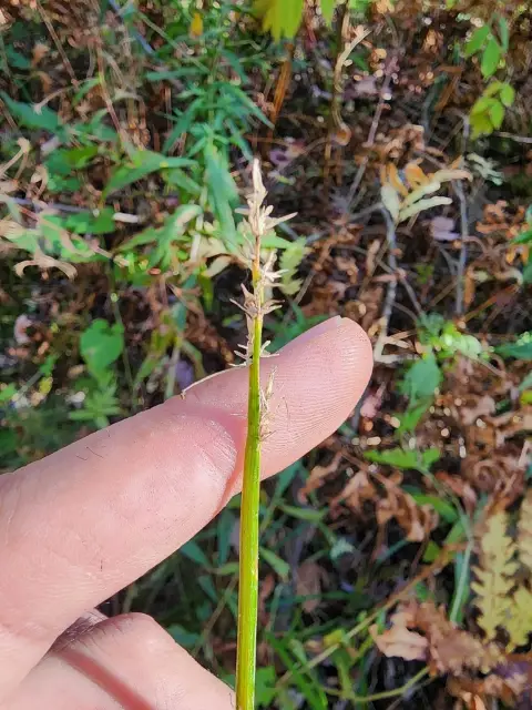 Common fox sedge, fall