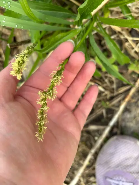 Common fox sedge
