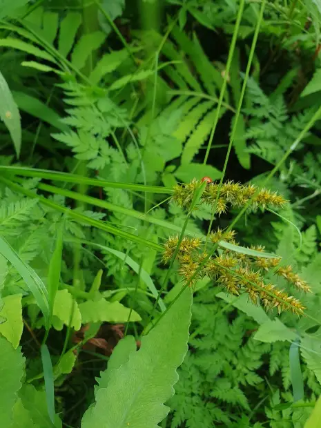 Common fox sedge, foliage