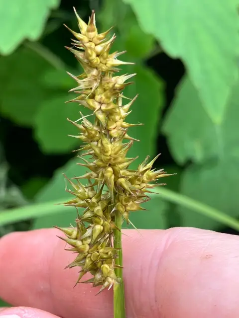 Common fox sedge, seed / fruit