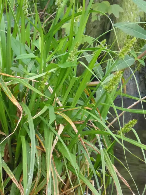 Common fox sedge, winter