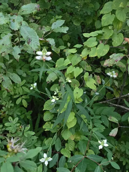 White turtlehead, bud