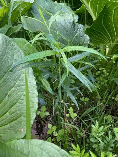 White turtlehead, emergence