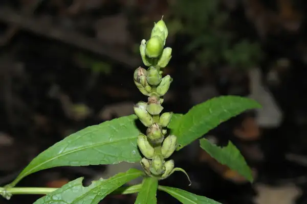 White turtlehead, fall