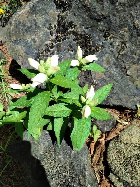 White turtlehead