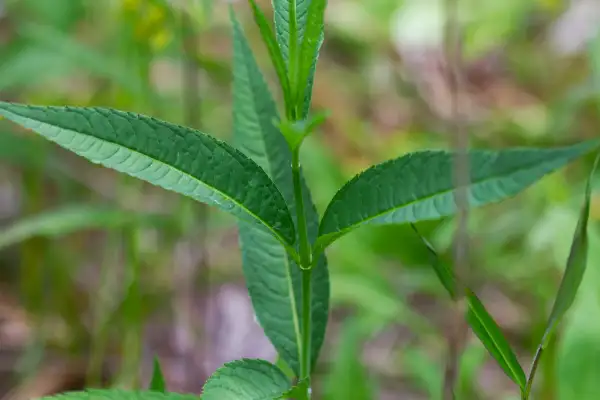 White turtlehead, foliage