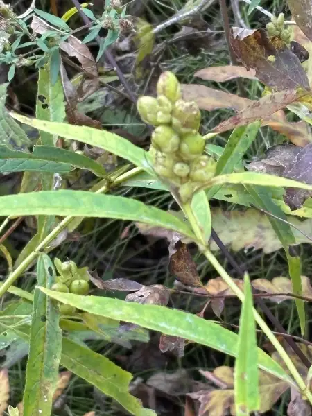 White turtlehead, seed / fruit