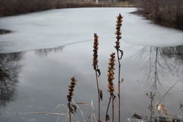 White turtlehead, winter