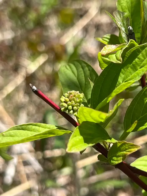 Red-osier dogwood, bud