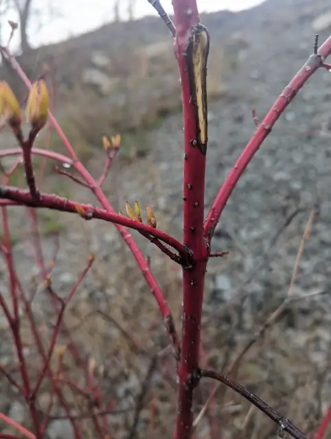 Red-osier dogwood, emergence
