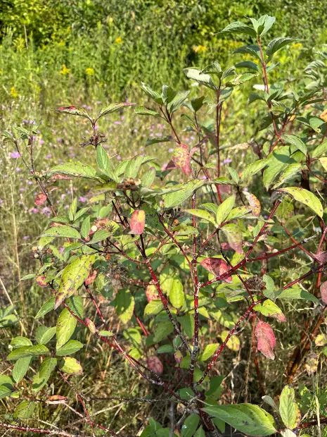 Red-osier dogwood