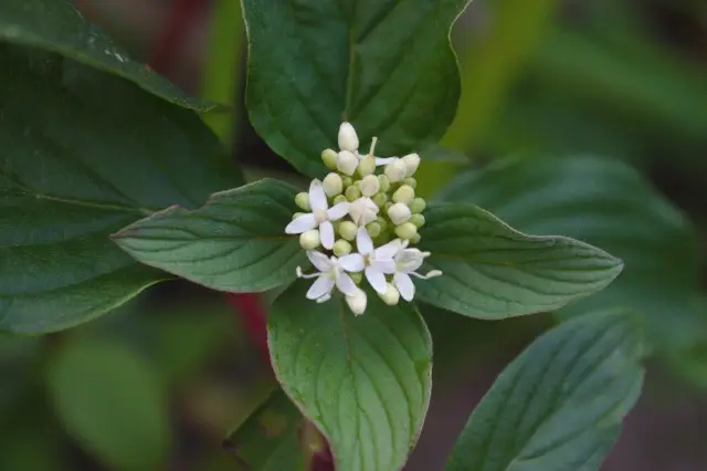Red-osier dogwood, flower