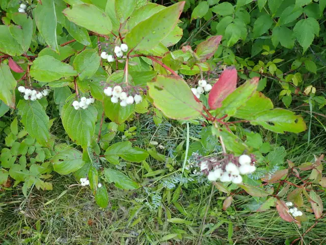 Red-osier dogwood, foliage