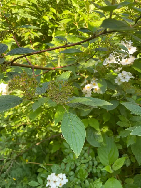 Red-osier dogwood, seed / fruit