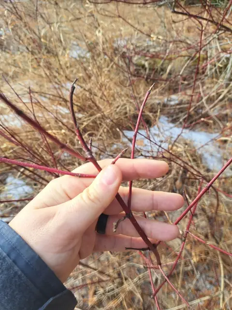 Red-osier dogwood, winter