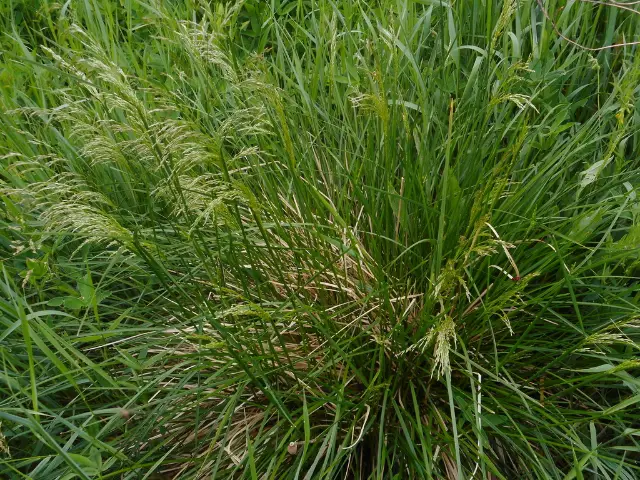 Tufted hairgrass, bud