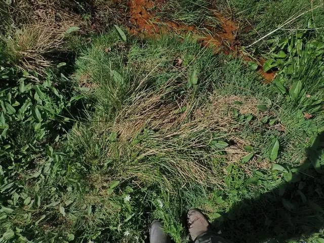 Tufted hairgrass, emergence
