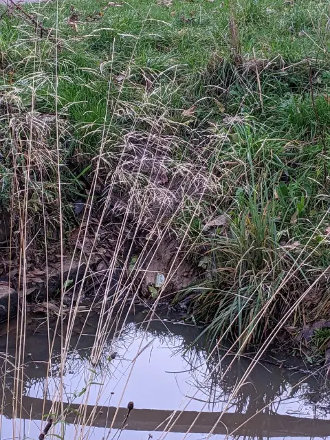 Tufted hairgrass, fall