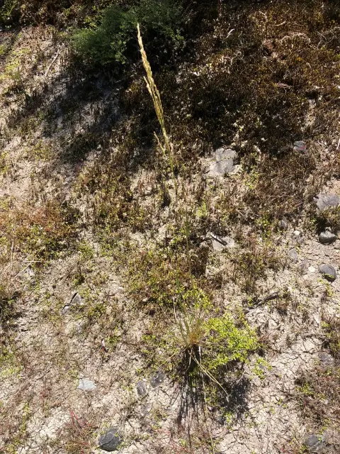 Tufted hairgrass