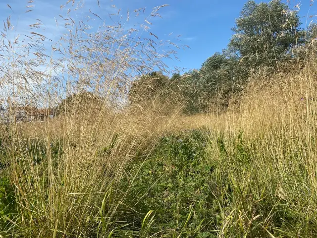 Tufted hairgrass, foliage