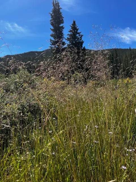 Tufted hairgrass, seed / fruit