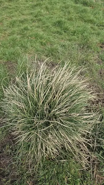 Tufted hairgrass, winter