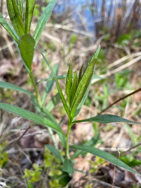 Aster à ombelles, levée