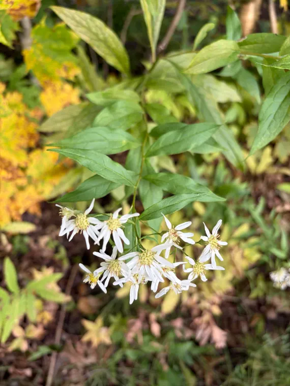 Aster à ombelles, automne