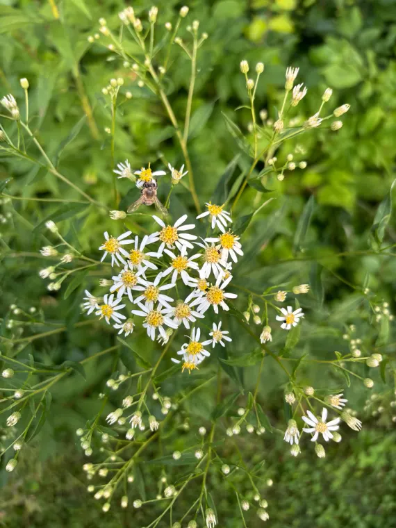 Aster à ombelles